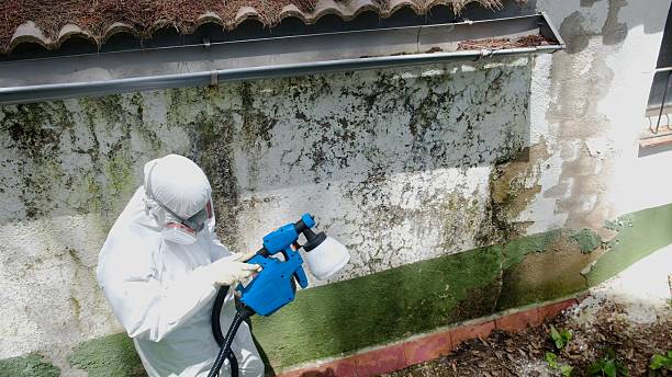 Top rated local Mold Testing specialists in Bulverde, TX